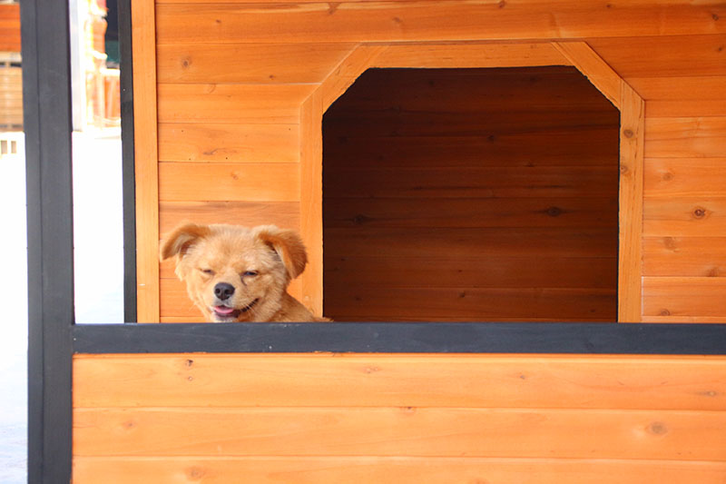 China Factory Fir Wood Pet Kennel Doghouse Log Cabin isoléiert Ënnerdaach Wetterproof mat Dier Flap-5