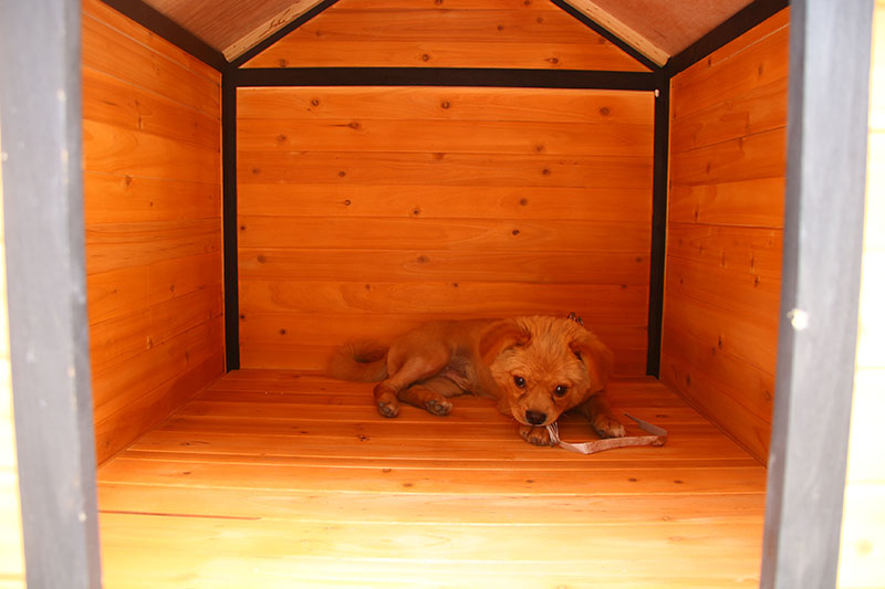 ロッカーとフードテーブル付きの中国工場屋外木製犬ペットハウス犬小屋 (3)