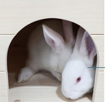 Rabbit Coop Grand clapier d'extérieur en bois pour lapin Cage à lapin (8)