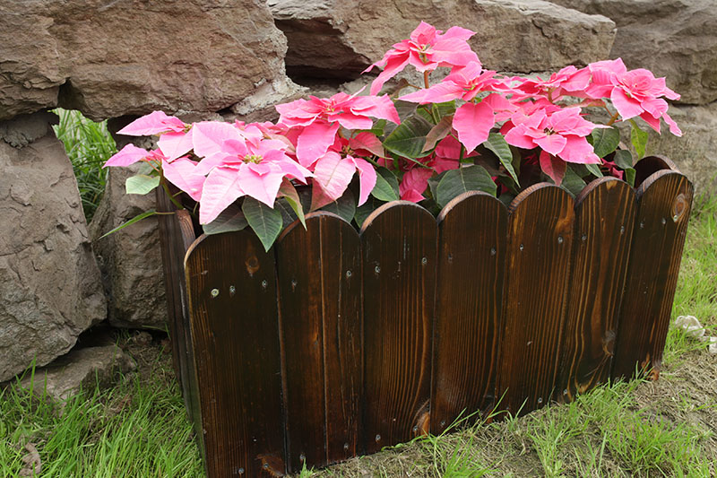 Hot sale custom size outdoor vegetable wood box garden flower pot crate wooden planter box-2